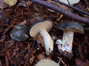  ( - HAY-F-003455)  @11 [ ] by-nc (2023) Sadie Hickey Fungal Diversity Survey
