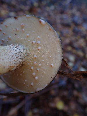 ( - HAY-F-003455)  @11 [ ] by-nc (2023) Sadie Hickey Fungal Diversity Survey
