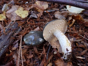  ( - HAY-F-003455)  @11 [ ] by-nc (2023) Sadie Hickey Fungal Diversity Survey