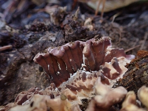  ( - HAY-F-003457)  @11 [ ] by-nc (2023) Sadie Hickey Fungal Diversity Survey