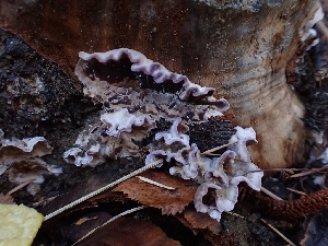  ( - HAY-F-003457)  @11 [ ] by-nc (2023) Sadie Hickey Fungal Diversity Survey