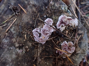  ( - HAY-F-003457)  @11 [ ] by-nc (2023) Sadie Hickey Fungal Diversity Survey