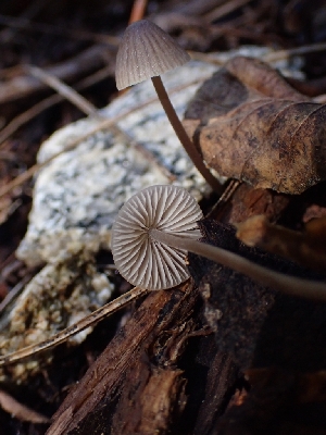  ( - HAY-F-003458)  @11 [ ] by-nc (2023) Sadie Hickey Fungal Diversity Survey