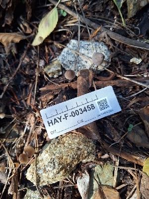  ( - HAY-F-003458)  @11 [ ] by-nc (2023) Sadie Hickey Fungal Diversity Survey