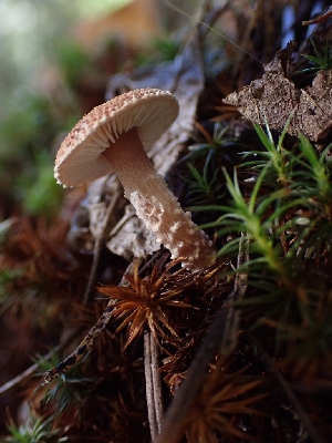  ( - HAY-F-003459)  @11 [ ] by-nc (2023) Sadie Hickey Fungal Diversity Survey