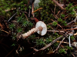  ( - HAY-F-003459)  @11 [ ] by-nc (2023) Sadie Hickey Fungal Diversity Survey