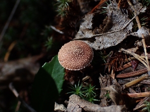  ( - HAY-F-003459)  @11 [ ] by-nc (2023) Sadie Hickey Fungal Diversity Survey