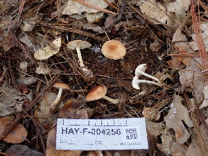  ( - HAY-F-004256)  @11 [ ] by-nc (2023) Jaren Hockert Fungal Diversity Survey