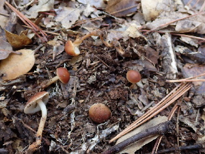 ( - HAY-F-004256)  @11 [ ] by-nc (2023) Jaren Hockert Fungal Diversity Survey