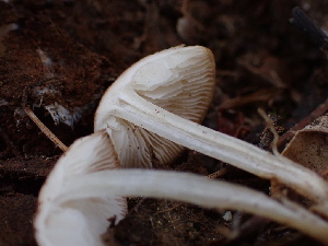  ( - HAY-F-004256)  @11 [ ] by-nc (2023) Jaren Hockert Fungal Diversity Survey