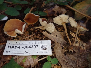  ( - HAY-F-004307)  @11 [ ] by-nc (2023) Jaren Hockert Fungal Diversity Survey