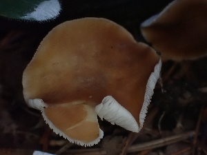  ( - HAY-F-004307)  @11 [ ] by-nc (2023) Jaren Hockert Fungal Diversity Survey