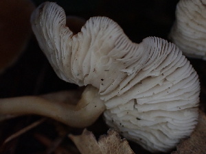  ( - HAY-F-004307)  @11 [ ] by-nc (2023) Jaren Hockert Fungal Diversity Survey