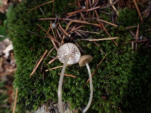  ( - HAY-F-003462)  @11 [ ] by-nc (2023) Sadie Hickey Fungal Diversity Survey
