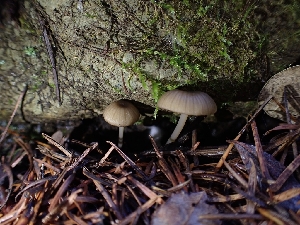  ( - HAY-F-003462)  @11 [ ] by-nc (2023) Sadie Hickey Fungal Diversity Survey