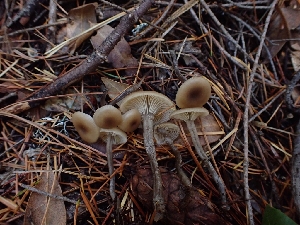  (Tephrocybe sp. CA05 - HAY-F-003463)  @11 [ ] by-nc (2023) Sadie Hickey Fungal Diversity Survey