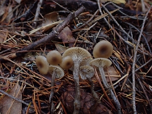  ( - HAY-F-003463)  @11 [ ] by-nc (2023) Sadie Hickey Fungal Diversity Survey