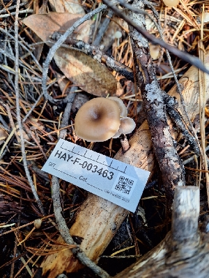  ( - HAY-F-003463)  @11 [ ] by-nc (2023) Sadie Hickey Fungal Diversity Survey