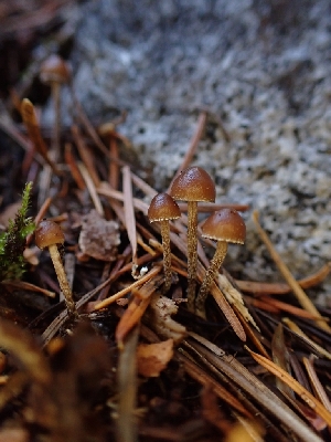  (Strophariaceae - HAY-F-003465)  @11 [ ] by-nc (2023) Sadie Hickey Fungal Diversity Survey