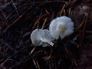  ( - HAY-F-003467)  @11 [ ] by-nc (2023) Sadie Hickey Fungal Diversity Survey