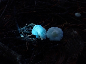  ( - HAY-F-003467)  @11 [ ] by-nc (2023) Sadie Hickey Fungal Diversity Survey