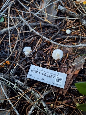  ( - HAY-F-003467)  @11 [ ] by-nc (2023) Sadie Hickey Fungal Diversity Survey