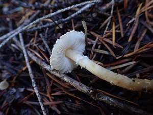  ( - HAY-F-003468)  @11 [ ] by-nc (2023) Sadie Hickey Fungal Diversity Survey