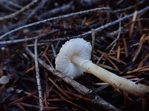  ( - HAY-F-003468)  @11 [ ] by-nc (2023) Sadie Hickey Fungal Diversity Survey