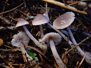  ( - HAY-F-003469)  @11 [ ] by-nc (2023) Sadie Hickey Fungal Diversity Survey