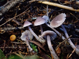 ( - HAY-F-003469)  @11 [ ] by-nc (2023) Sadie Hickey Fungal Diversity Survey