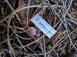  ( - HAY-F-003469)  @11 [ ] by-nc (2023) Sadie Hickey Fungal Diversity Survey