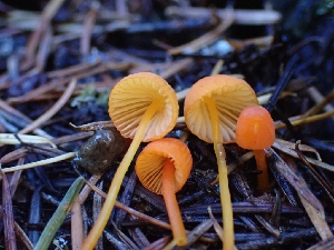  ( - HAY-F-003470)  @11 [ ] by-nc (2023) Sadie Hickey Fungal Diversity Survey