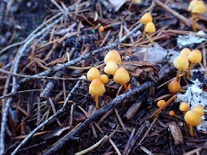  ( - HAY-F-003470)  @11 [ ] by-nc (2023) Sadie Hickey Fungal Diversity Survey