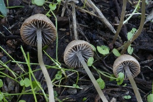  ( - HAY-F-007299)  @11 [ ] by-nc (2023) Taye Bright Fungal Diversity Survey