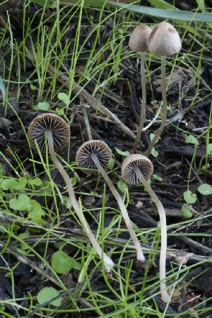  ( - HAY-F-007299)  @11 [ ] by-nc (2023) Taye Bright Fungal Diversity Survey