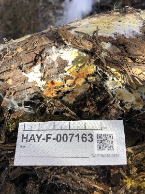  ( - HAY-F-007163)  @11 [ ] by-nc (2023) Dean Lyons Fungal Diversity Survey