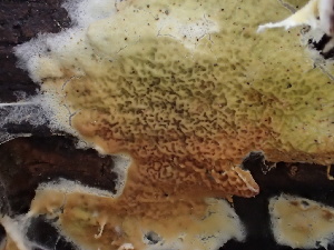 (Irpicaceae - HAY-F-007163)  @11 [ ] by-nc (2023) Dean Lyons Fungal Diversity Survey