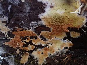  ( - HAY-F-007163)  @11 [ ] by-nc (2023) Dean Lyons Fungal Diversity Survey