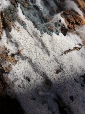  (Sistotrema sp. CA02 - HAY-F-007115)  @11 [ ] by-nc (2023) Dean Lyons Fungal Diversity Survey