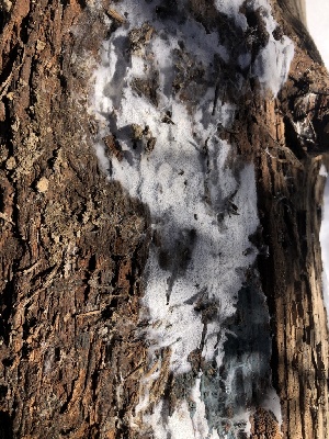 ( - HAY-F-007115)  @11 [ ] by-nc (2023) Dean Lyons Fungal Diversity Survey