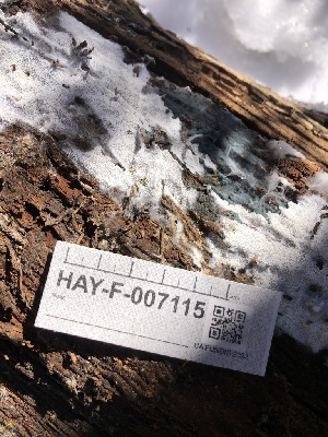  ( - HAY-F-007115)  @11 [ ] by-nc (2023) Dean Lyons Fungal Diversity Survey