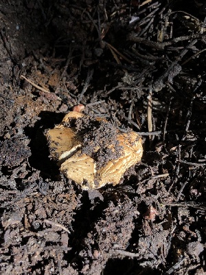  ( - HAY-F-007116)  @11 [ ] by-nc (2023) Dean Lyons Fungal Diversity Survey
