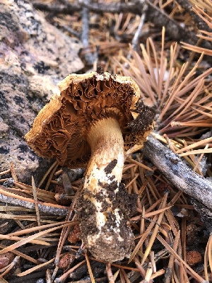  ( - HAY-F-007116)  @11 [ ] by-nc (2023) Dean Lyons Fungal Diversity Survey