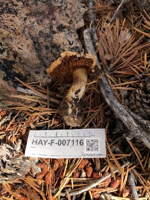  ( - HAY-F-007116)  @11 [ ] by-nc (2023) Dean Lyons Fungal Diversity Survey