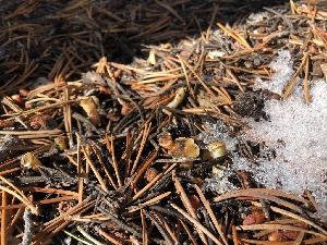  ( - HAY-F-007160)  @11 [ ] by-nc (2023) Dean Lyons Fungal Diversity Survey
