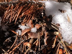  ( - HAY-F-007117)  @11 [ ] by-nc (2023) Dean Lyons Fungal Diversity Survey