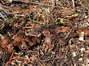  ( - HAY-F-007117)  @11 [ ] by-nc (2023) Dean Lyons Fungal Diversity Survey