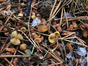  (Mycena sp. alexandri-CA01 - HAY-F-007118)  @11 [ ] by-nc (2023) Dean Lyons Fungal Diversity Survey