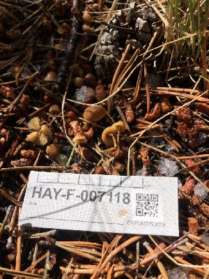  ( - HAY-F-007118)  @11 [ ] by-nc (2023) Dean Lyons Fungal Diversity Survey