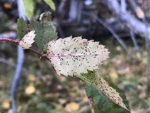  (Phragmidium sp. CA02 - HAY-F-007120)  @11 [ ] by-nc (2023) Dean Lyons Fungal Diversity Survey
